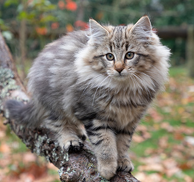 Olga - 13 weeks old
