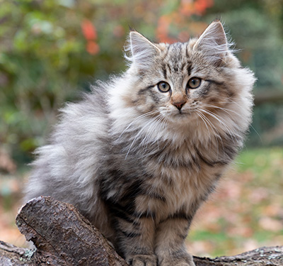 Olga - 13 weeks old