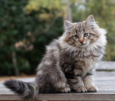 Olga - 13 weeks old