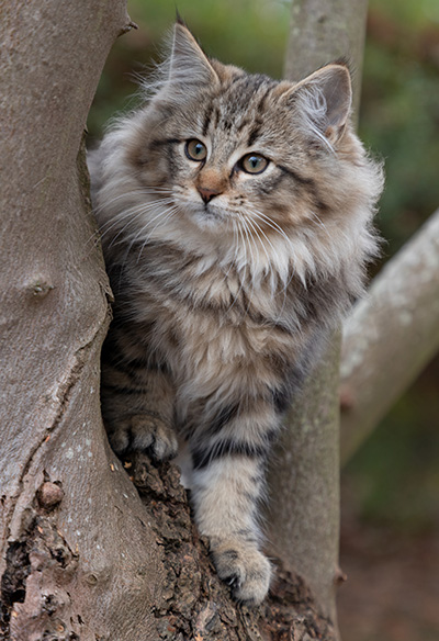 Olga - 13 weeks old