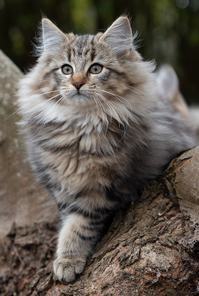 Olga - 13 weeks old