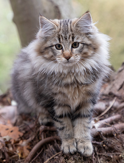 Olga - 13 weeks old