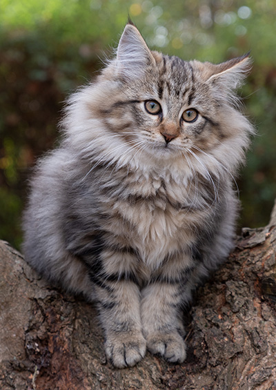 Olga - 13 weeks old