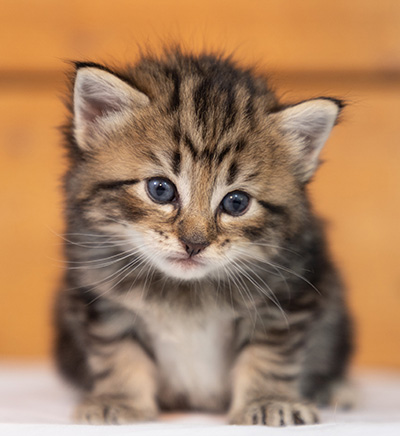 Olga - 3 weeks old
