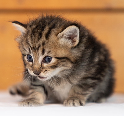 Olga - 3 weeks old