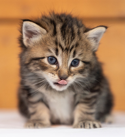 Olga - 3 weeks old