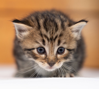 Olga - 3 weeks old