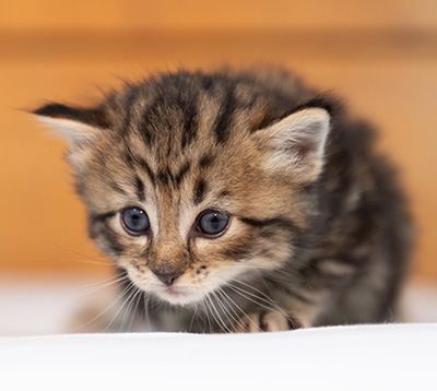 Olga - 3 weeks old