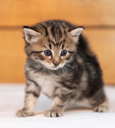 Olga - 3 weeks old
