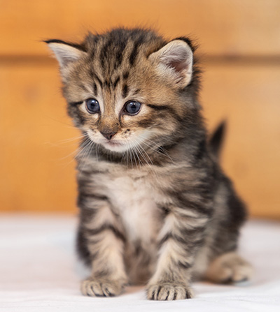 Olga - 3 weeks old