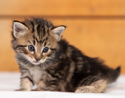 Olga - 3 weeks old