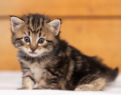Olga - 3 weeks old