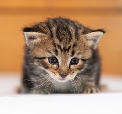Olga - 3 weeks old