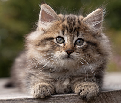 Olga - 7 weeks old