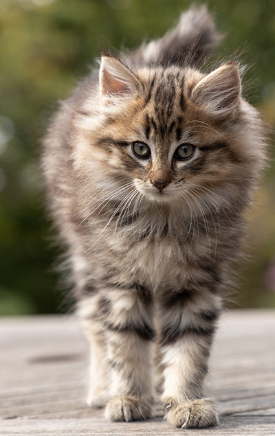 Olga - 7 weeks old