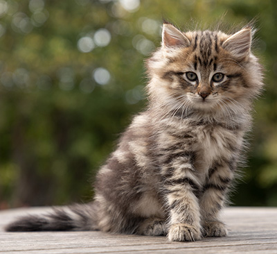 Olga - 7 weeks old