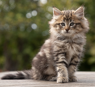 Olga - 7 weeks old