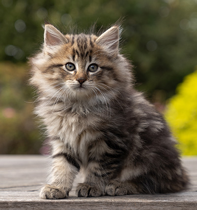Olga - 7 weeks old