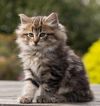 Olga - 7 weeks old