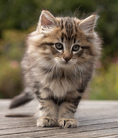 Olga - 7 weeks old