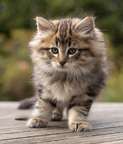 Olga - 7 weeks old