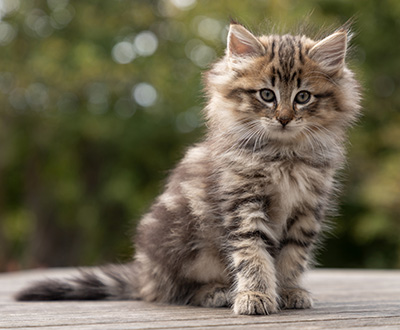 Olga - 7 weeks old