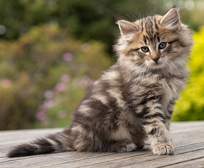 Olga - 7 weeks old