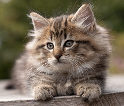 Olga - 7 weeks old