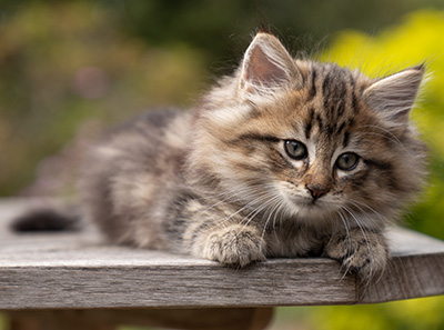 Olga - 7 weeks old