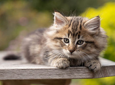 Olga - 7 weeks old