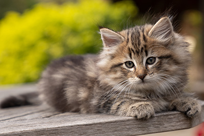 Olga - 7 weeks old