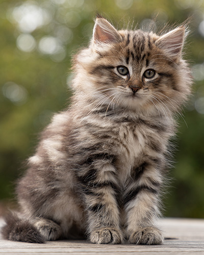 Olga - 7 weeks old