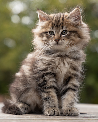 Olga - 7 weeks old