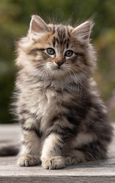 Olga - 7 weeks old