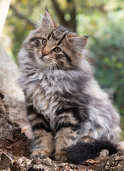 Omer - 13 weeks old