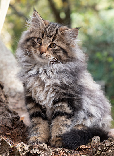 Omer - 13 weeks old