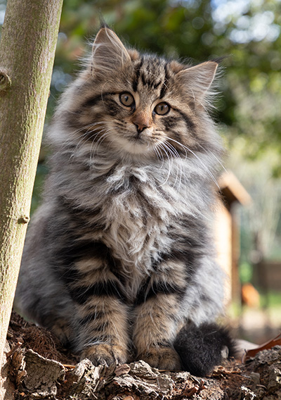 Omer - 13 weeks old