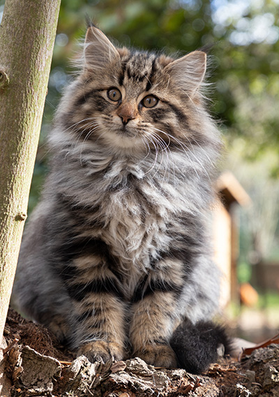 Omer - 13 weeks old