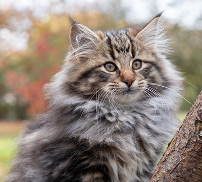 Omer - 13 weeks old