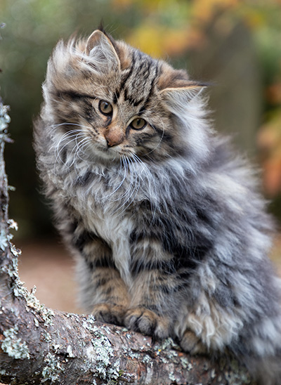 Omer - 13 weeks old