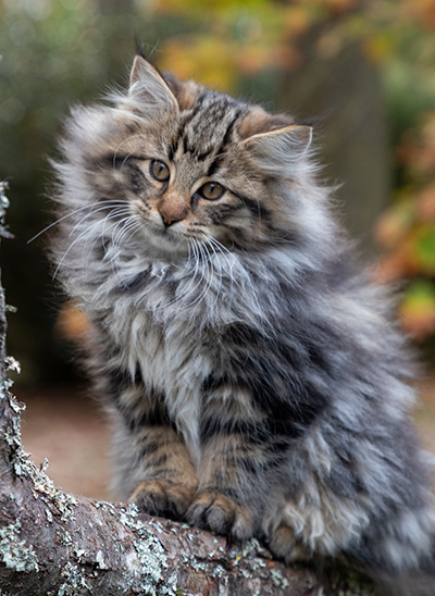 Omer - 13 weeks old
