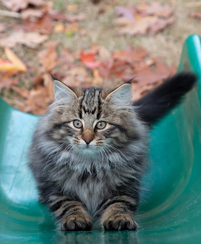 Omer - 13 weeks old