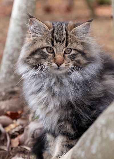 Omer - 13 weeks old