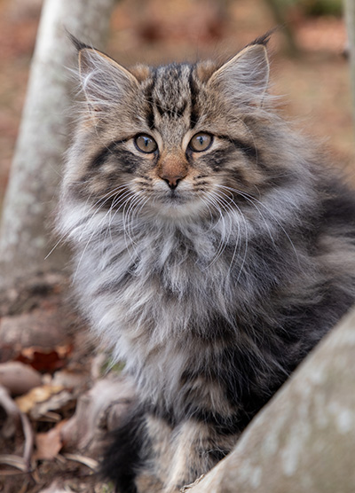 Omer - 13 weeks old