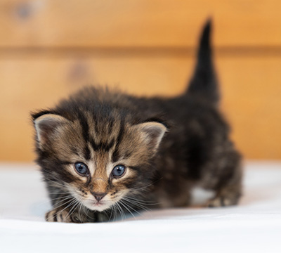 Omer - 3 weeks old