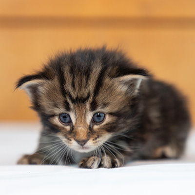 Omer - 3 weeks old