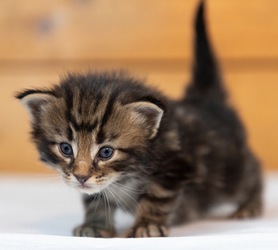 Omer - 3 weeks old