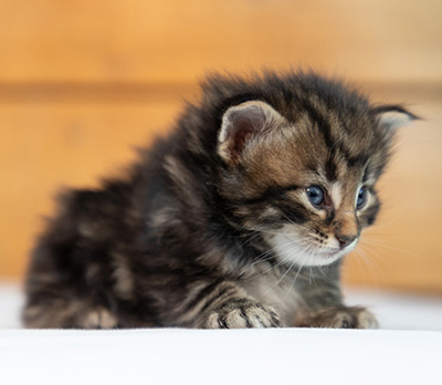 Omer - 3 weeks old