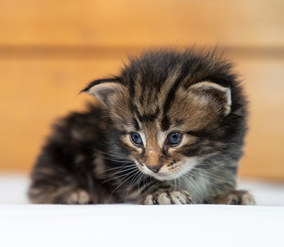Omer - 3 weeks old