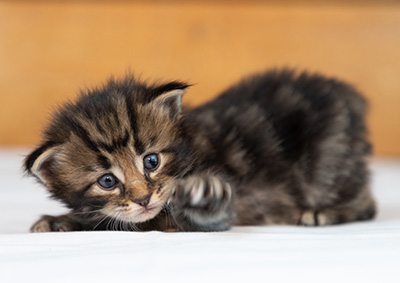 Omer - 3 weeks old